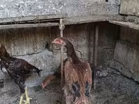 মালয় গেম — ছবি 1