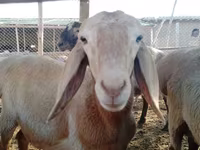 Beran, Arashan sheep — foto 4