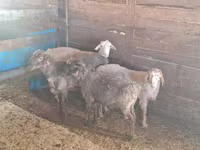 Kambing jantan, Sheep — foto 1