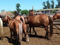 Kuda betina, Horses — foto 3