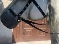 ፈረሶች (ቡድን፣ ጾታ አልተጠቀሰም), Horses — ፎቶ 3