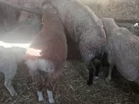 Wad, Sheep — sawirka 5
