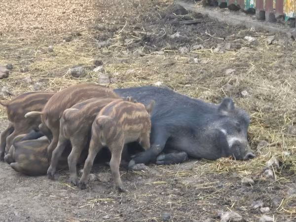 Sow, Pigs — Moldova