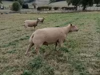 Ram, Charollais sheep — photo 1