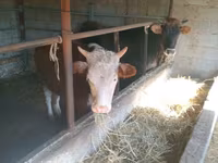 Lo’, Simmental cattle — sawirka 1