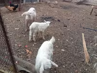Koza, Kozy — foto 1