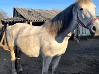 Hing, Nonius horse — 3. fotó