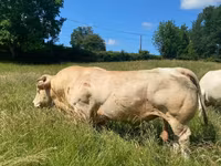 Bik, Charolais cattle — fotografija 5