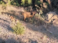 Capra, Capre — foto 5