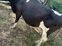 گاو ماده, گاو — عکس 1