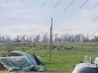 كبش, Romanov sheep — الصورة 4