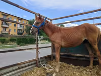 Pferde (Partie, Geschlecht nicht angegeben), Pferde — Foto 3