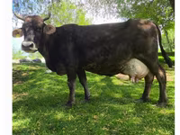 Krava, Swiss cattle — foto 2