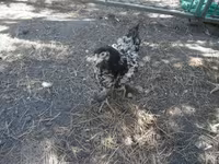 Chickens — ფოტო 5