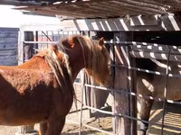 ፈረስ, Horses — ፎቶ 4