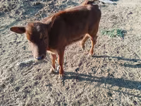 İnek, Sığır — foto 1