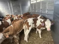 황소, Simmental cattle — 사진 3