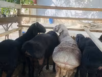 Carneiro, Ovelhas — foto 4