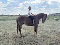 Άλογο, Kazakh horse — φωτογραφία 3