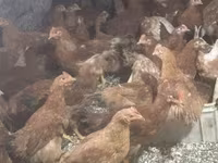 Chickens — foto 4