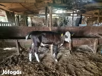 Lembu jantan, Simmental cattle — foto 3