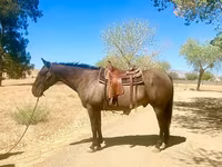 Cavallo, Quarter Horse — foto 4