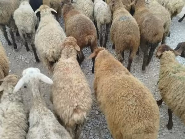 میش, گوسفند
