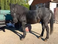 公马, Horses — 照片 3