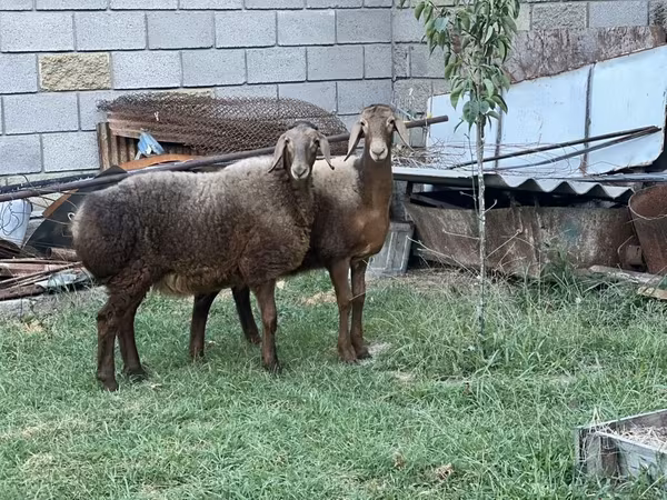 Brebis, Arashan sheep