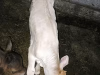 Býk, Kráva limuzín — foto 2