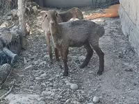 Kambing betina, Sheep — foto 2
