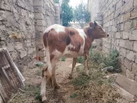 Bò cái, Simmental cattle — ảnh 2