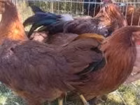 Chickens — foto 2