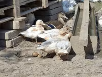 Ducks — foto 1