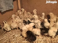 Chickens — عکس 2
