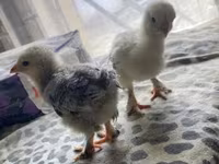 Brahma — foto 5