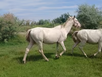 Faras, Akhal-Teke — sawirka 7