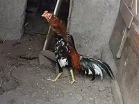 Chickens — fotografija 1