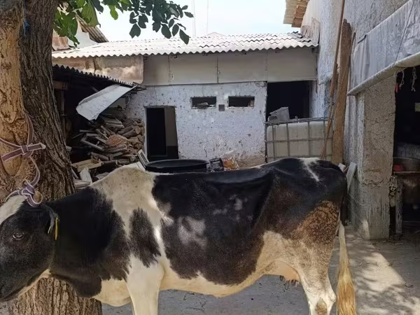İnek, Sığır