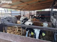 Banteng, Cattle — foto 3