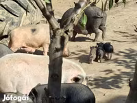 Babi hutan, Вьетнамская вислобрюхая — foto 2