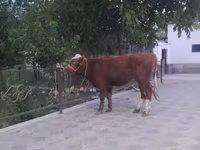 Lembu jantan, Cattle — foto 6
