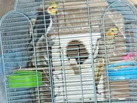 HAZİR BALA VEREN CUTLERDİ - Növ: Nimfa (Cockatiel) cütü – biri boz/aq — foto 1