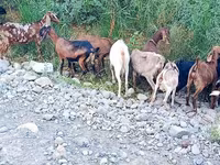 Capra, Capre — foto 4