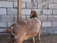 میش, Arashan sheep — عکس 1