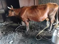 Lo’, Red Steppe Cow — sawirka 1