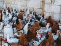Chickens — foto 1