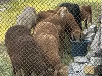 Pecora, Arashan sheep — foto 3
