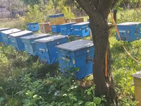 Arıxana üçün taxta arı pətəkləri (ulya) Məhsul təsviri: - — عکس 4