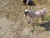 Ziege, Nubian Goat — Foto 2